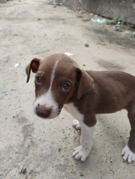 Doação de cachorros (levo eles até você)