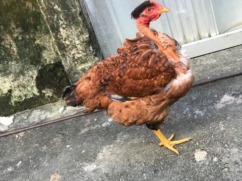 Galo do pescoço pelado