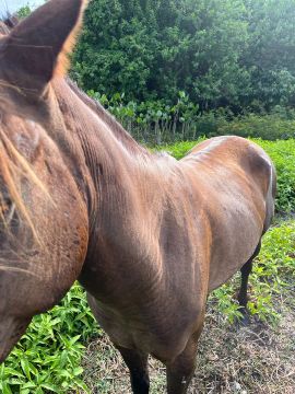 Cavalo 