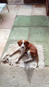 Cachorra Bigo com Fox quatro meses