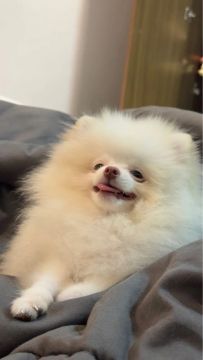 Lulu da Pomerânia anão beaver
