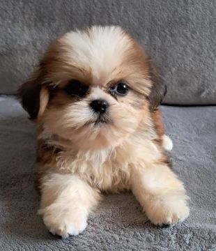 Shih-tzu fêmea com vacina importada.