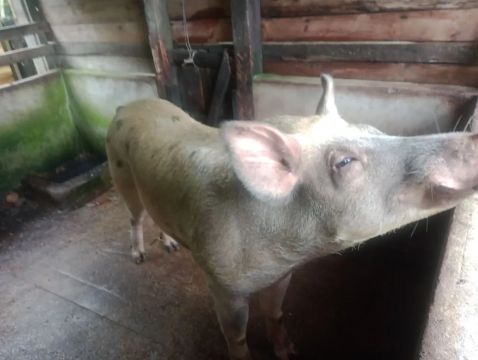 Porcos