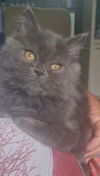 Gato persa 