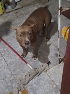 Pitbull Adulta - Carinhosa e Brincalhona 