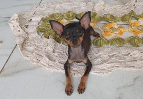 Filhote de Pinscher - Lindíssimo!