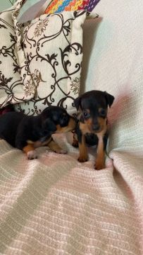  filhotes de Pinscher