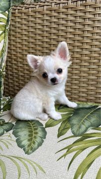chihuahua macho pêlo longo.