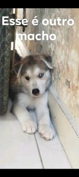 Husky 