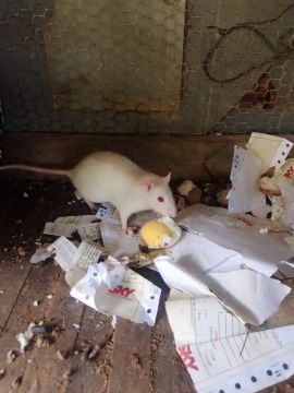 Ratinho de laboratório muito docio 