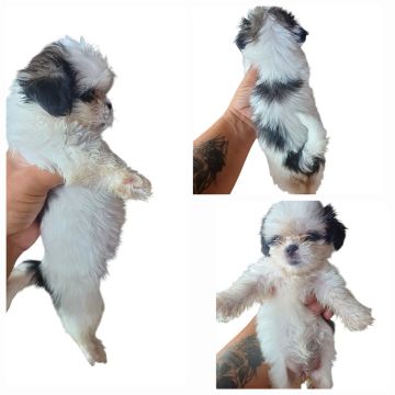 Filhotes Shih Tzu - Lindos e Carinhosos,47 dias somente interessados