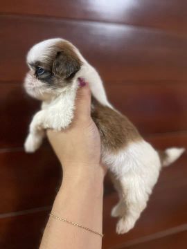 Filhote Shih Tzu - Fofo e Carinhoso Macho 