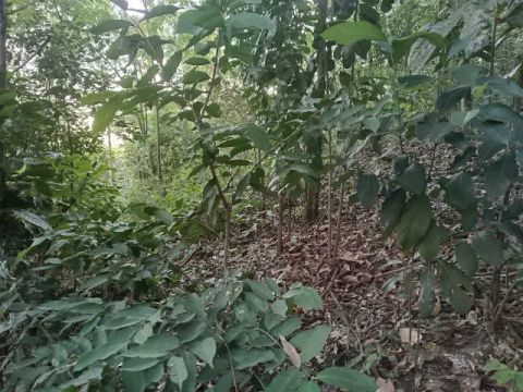 Terreno 420m2