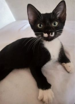 Gatinha 2 meses! Fiv e felv negativo! Castração garantida!