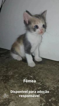 Gatinha disponível para adoção