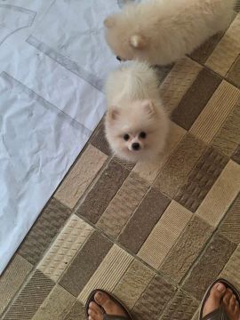 Spitz alemão fêmea 