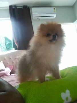 Filhote de Spitz Alemão