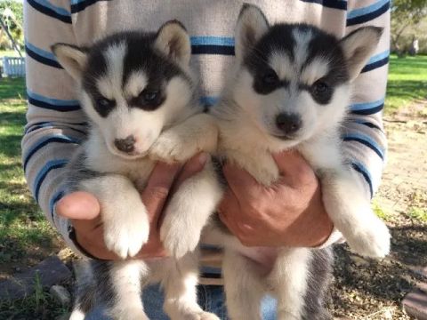 Lindos filhotes de Husky Siberiano a pronta entrega, consulte!