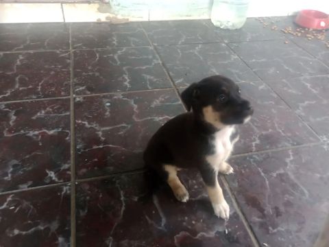 Filhote de cachorro
