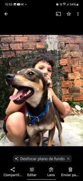  Cãozinho adulto para adoção 
