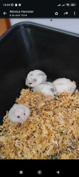Hamster russo casal