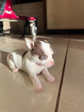 Vendo lindos Filhote de Chihuahua