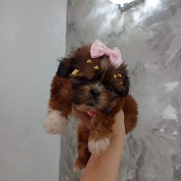 Shih Tzu Fêmea  mini pura 