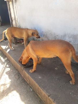 Casal de cachorros caramelos para adoção. 