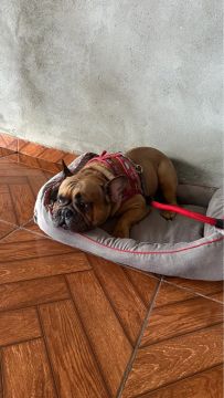 Bulldog Francês