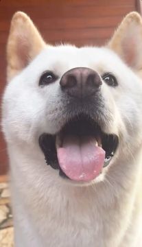 Procuro fêmea da raça husky para cruzar com Akita 