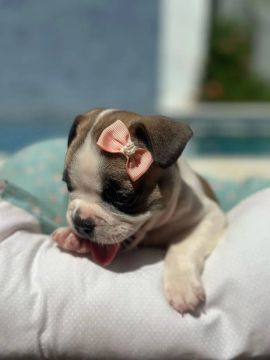 Bulldog Francês 