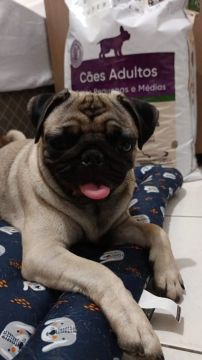 Vendo Pug Femea com 9 meses 