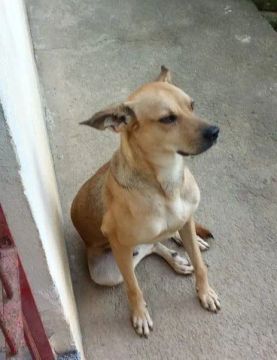  Adoção (leia o anúncio)