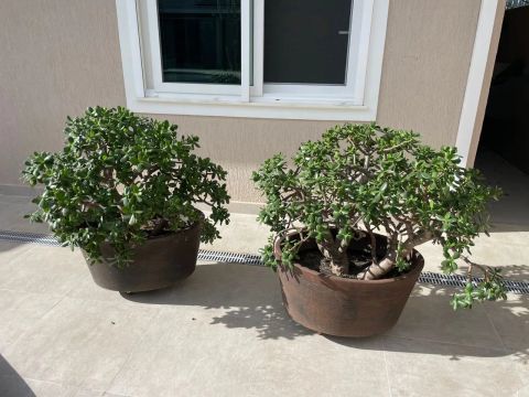Vaso com Planta Jade