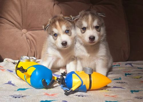 Husky Siberiano lindos 