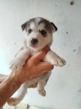 Husky siberiano 