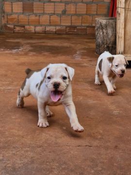 Dois filhotes de Boxer