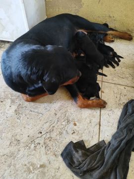 Rottweiler cabeça de touro