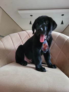 Filhote Labrador -  Fofo e Brincalhão