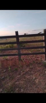 Fazenda 306 tarefas