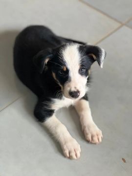 Fêmea filhote de border collie 