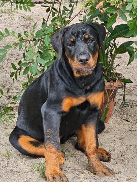 Filhote Rottweiler porte gigante 