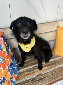Cachorro preto para adoção