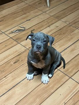 Filhote Pitbull Red Nose 
