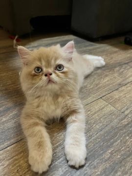 Gatinho Persa 2 meses macho