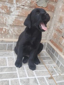 Ótima procedência - labrador pretinho macho