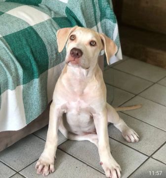 Pitbull com 3 meses 