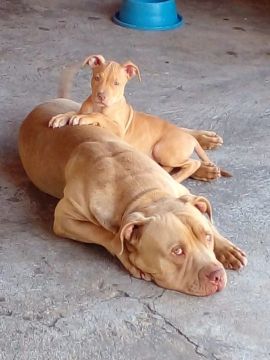 Filhotes de Pit bull