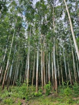 Área com 33,66 hectares - Com eucaliptos para corte - Taquara/RS