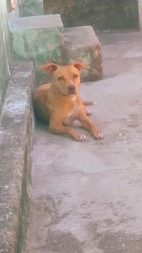 Vendo Pitty Bull com labrador 